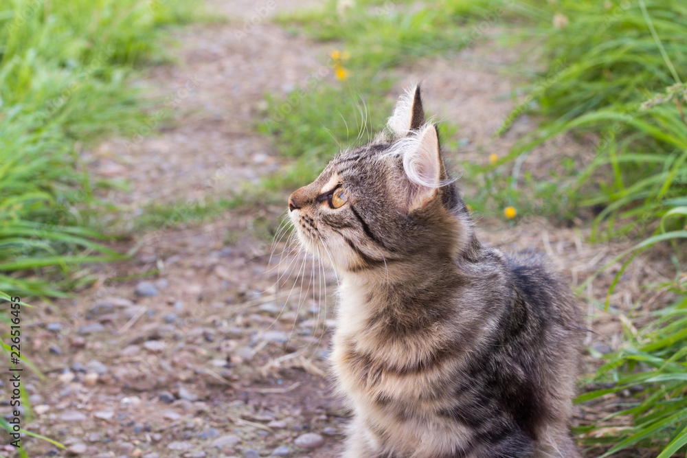 beautiful grey kitten sitting in the grass and looking up beautiful grey kitten sitting in the grass and looking up