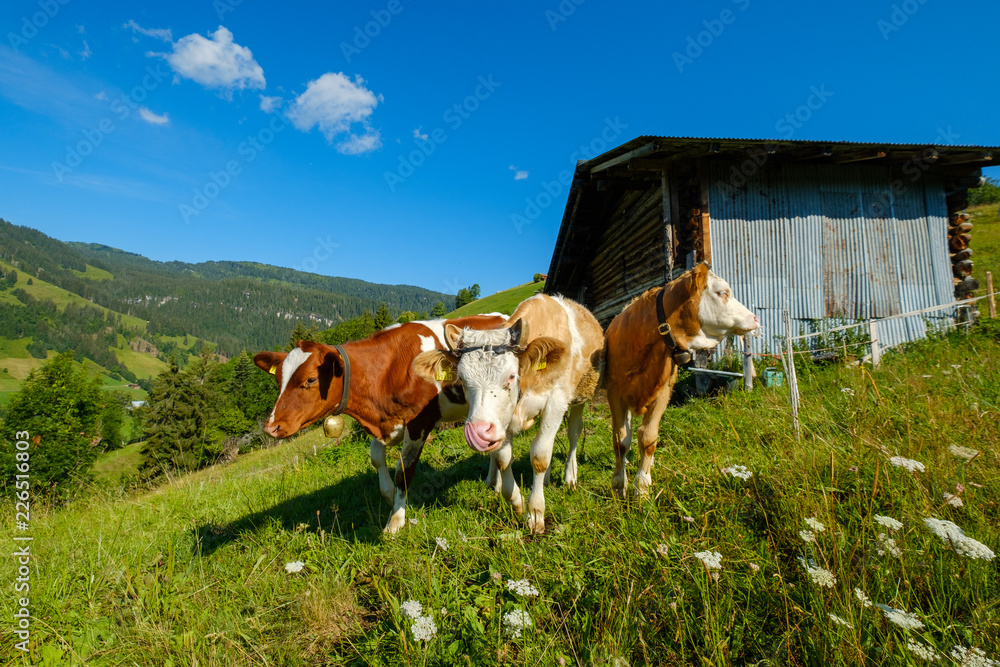 Small herd of cows graze in the Alpine meadow in Switzerland Small herd of cows graze in the Alpine meadow in Switzerland