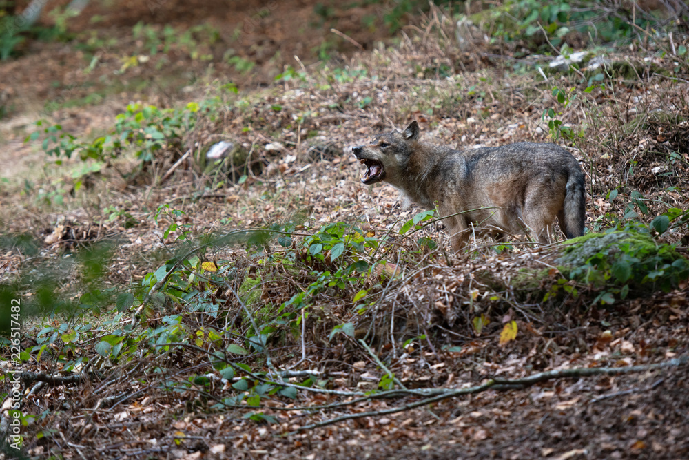 Wolf in Bayerischer Wald National Park, Germany Wolf in Bayerischer Wald National Park, Germany