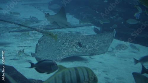 Spotted cramp fish swimming in deep blue water in big tank aquarium. Lot of exotical fishes on background. View through glass in underwater zoo. Slow motion photo