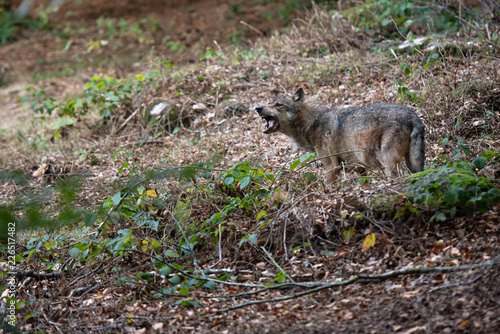 Wolf in Bayerischer Wald National Park  Germany