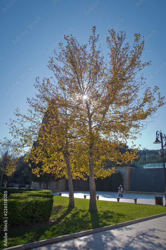 Heart park Yellow tree in autumn . Baku Highland Park . Stairs to Highland Park