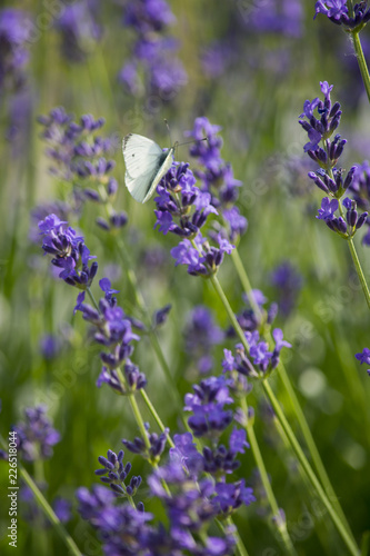 Fototapeta Naklejka Na Ścianę i Meble -  Lavendel und Schmetterling
