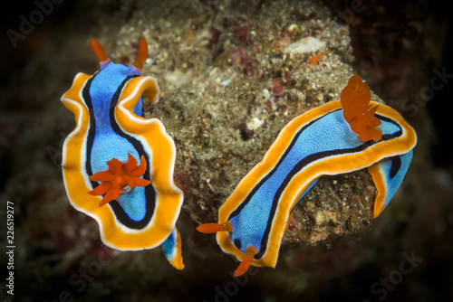Canvas Print doris nudibranch sea slug