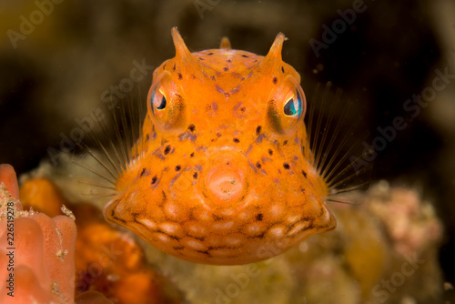 juvenile thornback cowfish fish photo