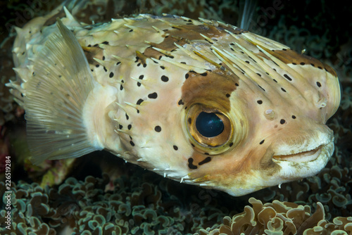 Canvas Print spotted burrfish fish