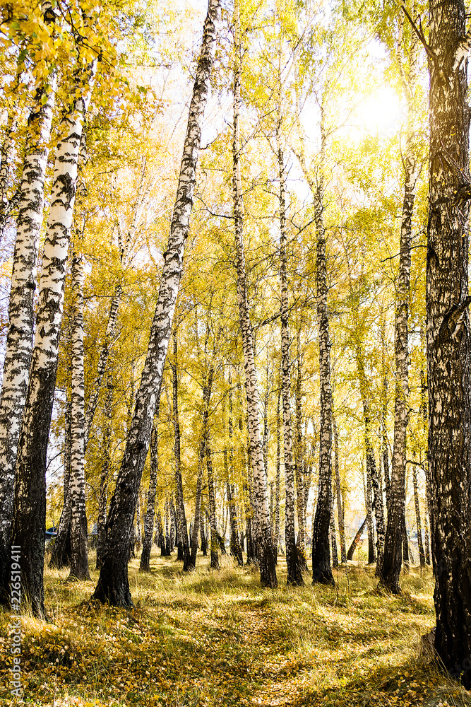 Autumnal Trees Landscape