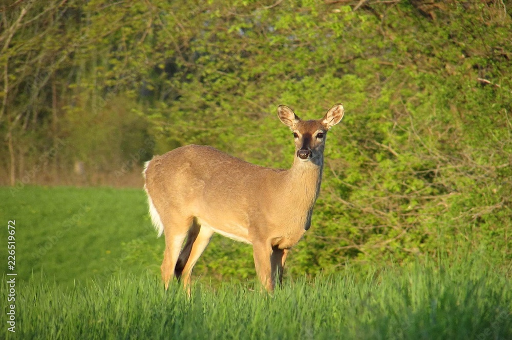 Wandering Doe Wandering Doe