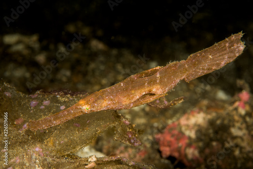 robust ghost pipefish fish