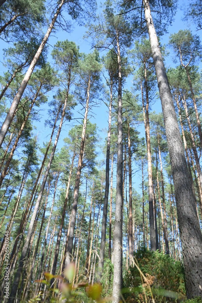 Fototapeta premium leśna polana