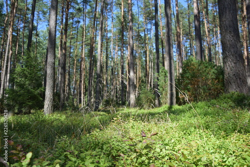 Fototapeta Naklejka Na Ścianę i Meble -  leśna polana