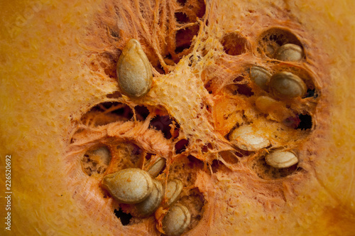 pumpkin on a blue background
