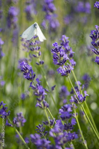 Fototapeta Naklejka Na Ścianę i Meble -  Lavendel und Schmetterling
