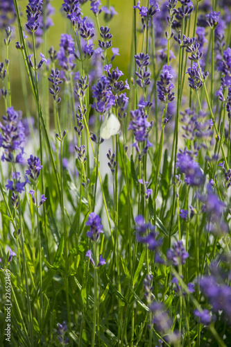 Fototapeta Naklejka Na Ścianę i Meble -  Lavendel und Schmetterling