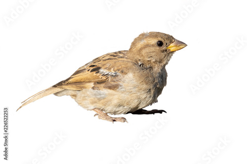 One sparrow on an isolated background.