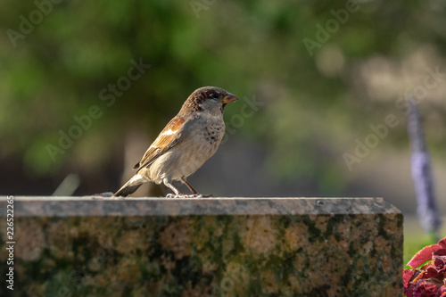 One sparrow sits on a curb in the city on a sunny day.