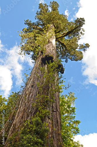 Looking up at a giant Alerce tree (Fitzroya cupressoides) in Chile photo