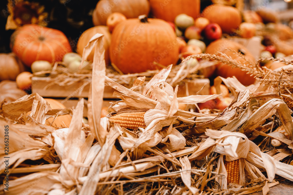 Harvest storage: pumpkins patch, corn, sunflowers, apples. Harvest storage: pumpkins patch, corn, sunflowers, apples.