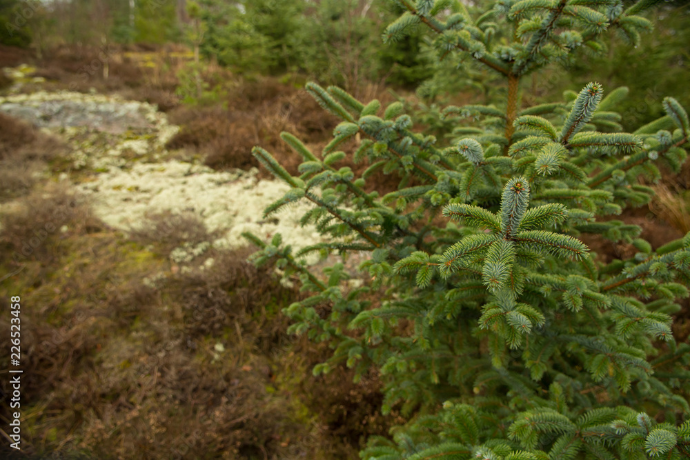 Close up photo of a young fir-tree with shallow depth of field Close up photo of a young fir-tree with shallow depth of field
