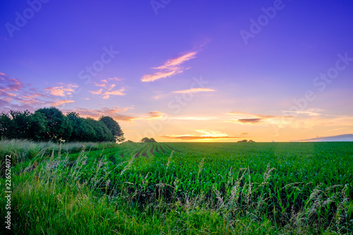 Maize field in the Orne countryside between sunset and the blue hour in summer  Normandy France