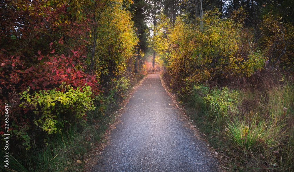 Obraz premium Fall Colors