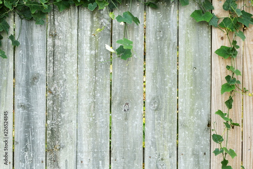 old rustic wooden fence wooden background with plant for safety security web nature related concept background 