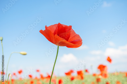 Red poppies in the morning light. Polyana with red poppy flowers on a green blur background. A lonely poppy flower. Field of poppies