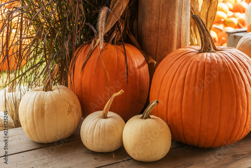Wallpaper Mural Different pumpkins on a farm. Symbol of the halloween sign, harvest.
 Torontodigital.ca