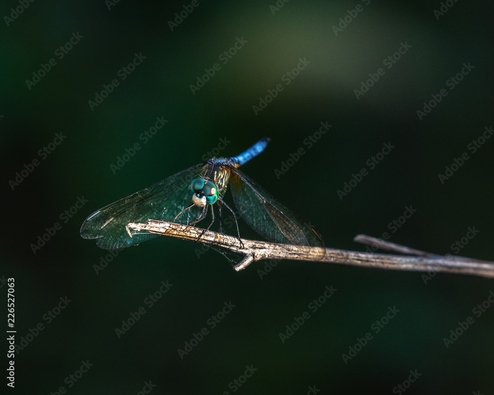 Blue Dasher dragonfly looking straight on! Blue Dasher dragonfly looking straight on!