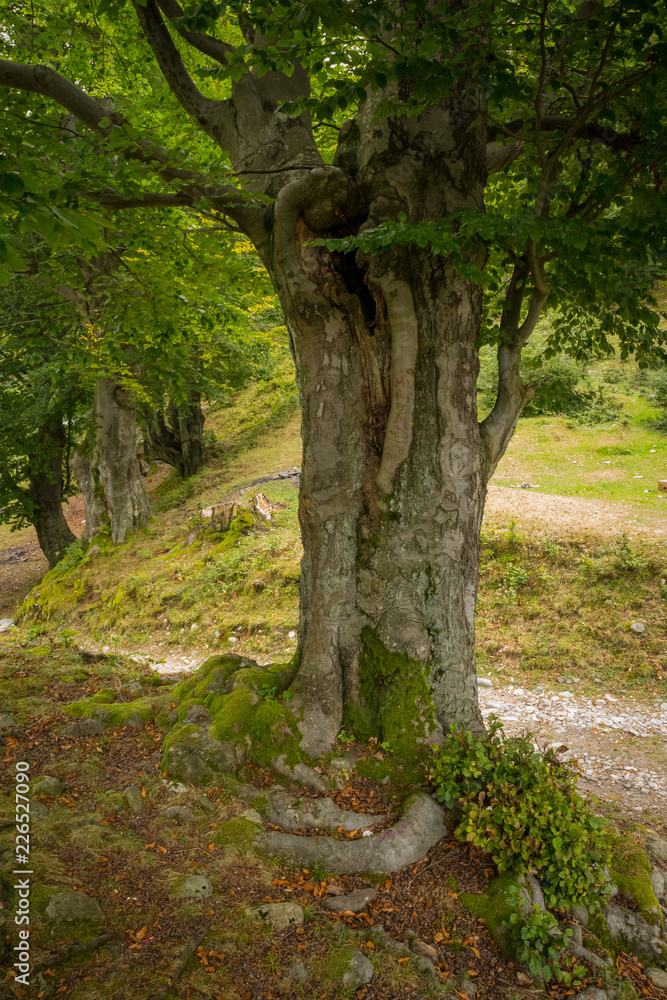old tree in romania old tree in romania