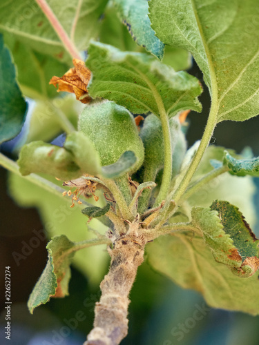 Apple on branch