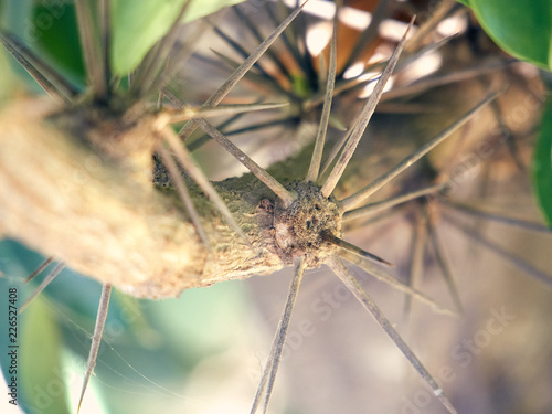 Thorns