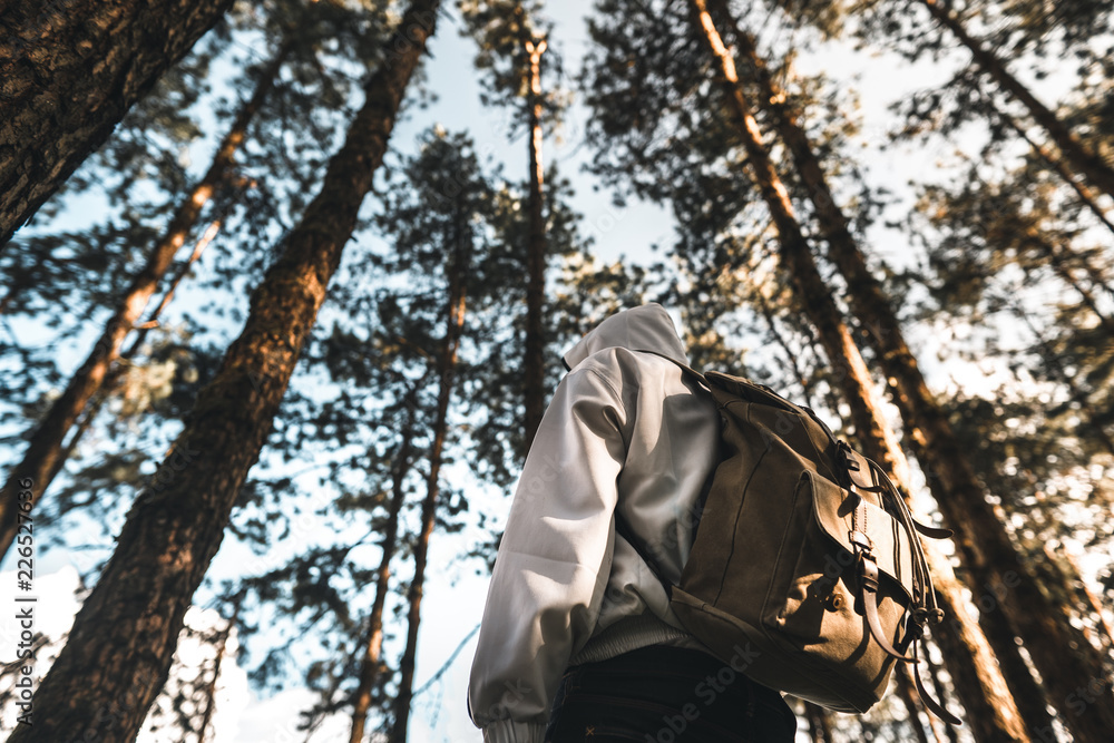 in the forest travel Trees and mountain views in the forest travel Trees and mountain views