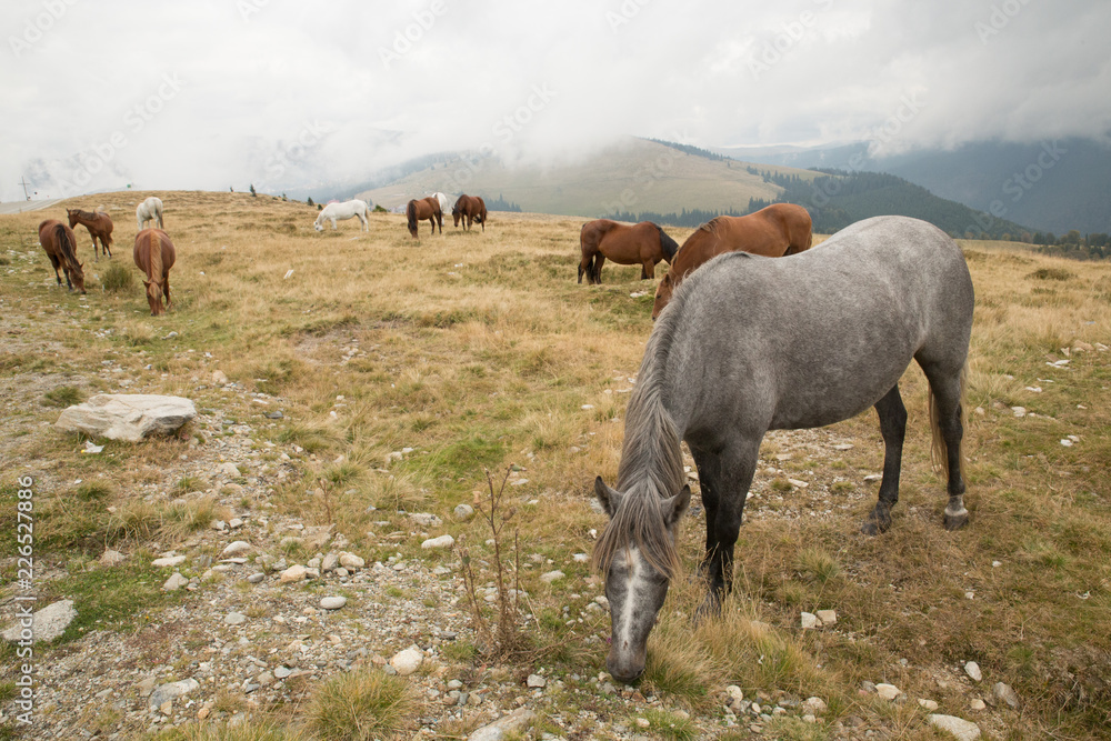 Fototapeta premium Wild horses in Parang