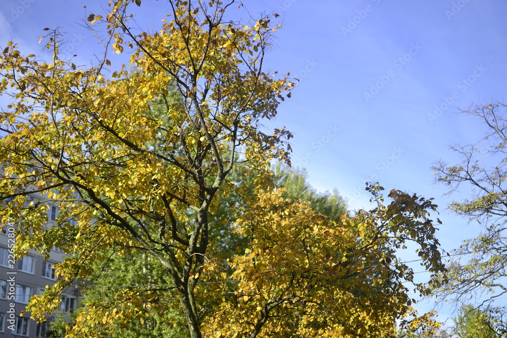 yellow tree in autumn