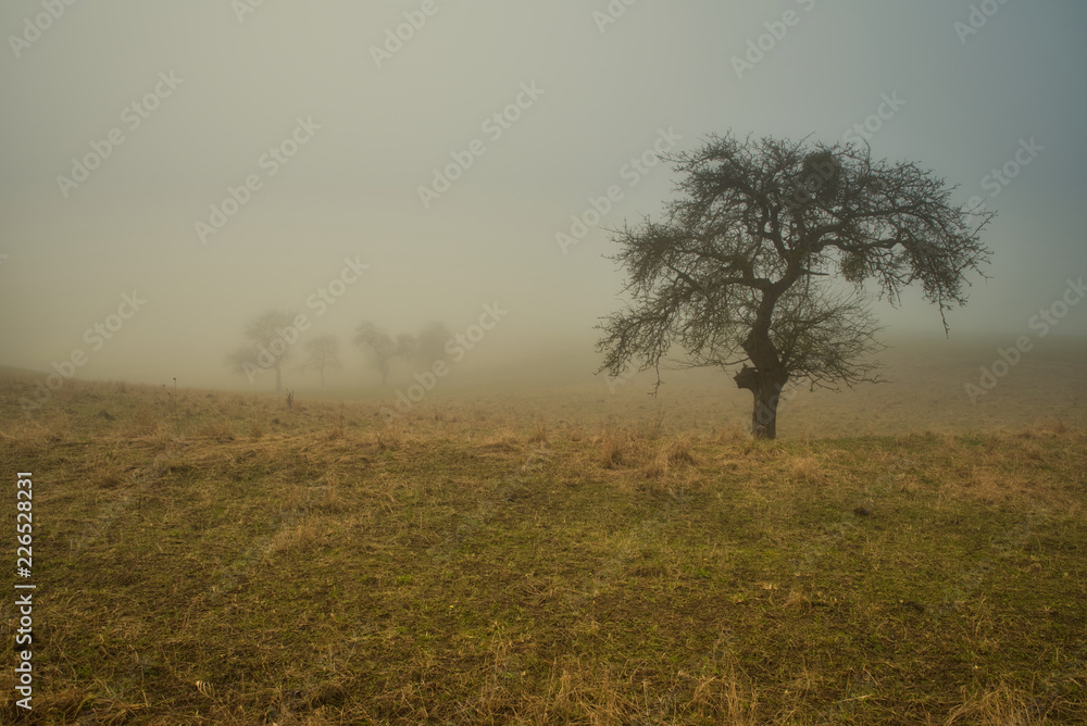 Streuobstwiese im Nebel