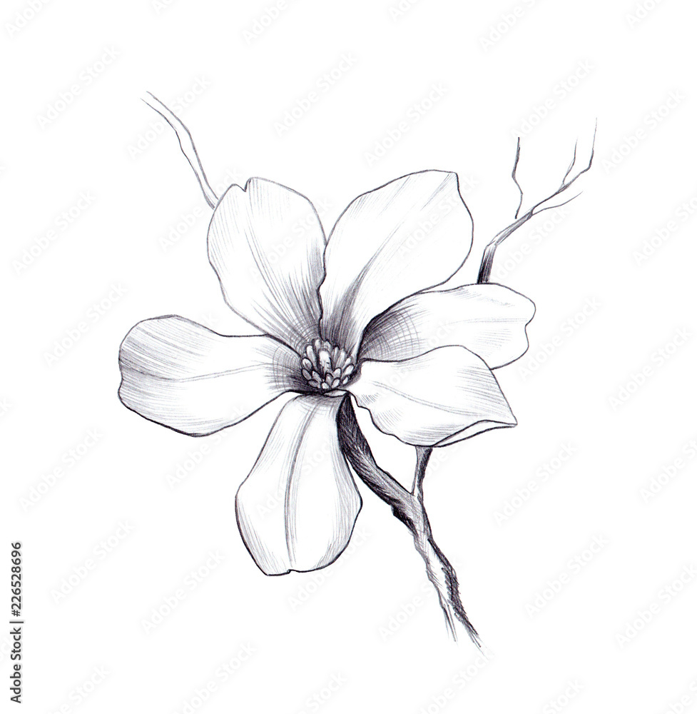 Obraz premium magnolia flower, pencil graphic artwork, black and white springflower for decoration and design