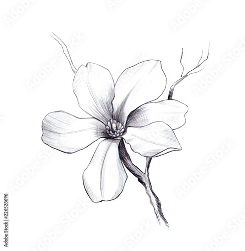 magnolia flower, pencil graphic artwork, black and white springflower for decoration and design photo