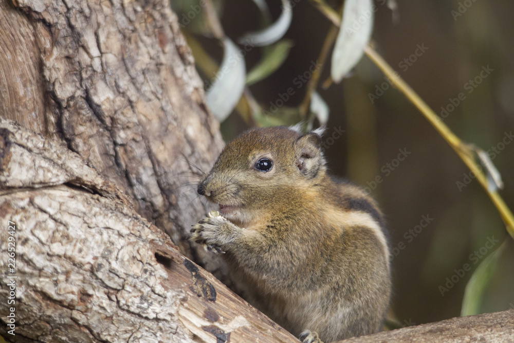 Himalayan Striped Squirrel sits on a branche holding a nut Himalayan Striped Squirrel sits on a branche holding a nut