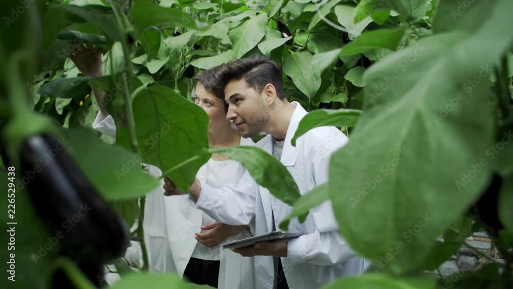 Tilt up shot of two agricultural food scientists, young man and middle aged woman in white coats carefully examining and discussing vegetable plants in commercial farm greenhouse Tilt up shot of two agricultural food scientists, young man and middle aged woman in white coats carefully examining and discussing vegetable plants in commercial farm greenhouse