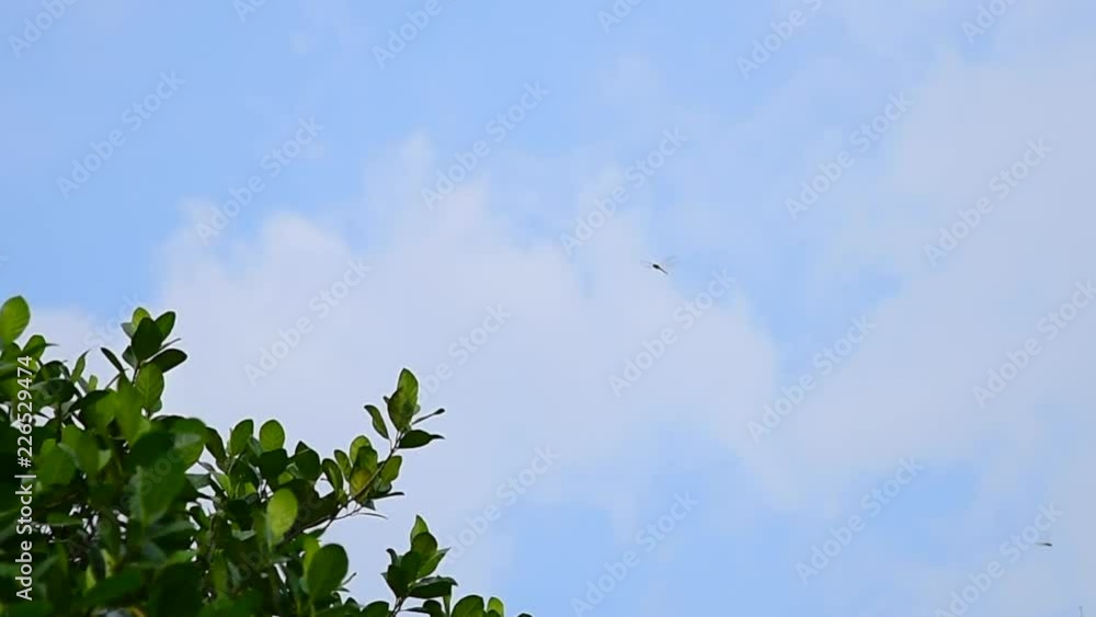 Dragonfly flying in raining sky with tree foreground Dragonfly flying in raining sky with tree foreground