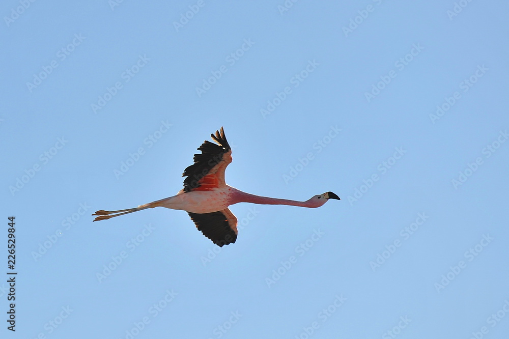 Obraz premium Pink flamingo in the Chilean Atacama Desert.