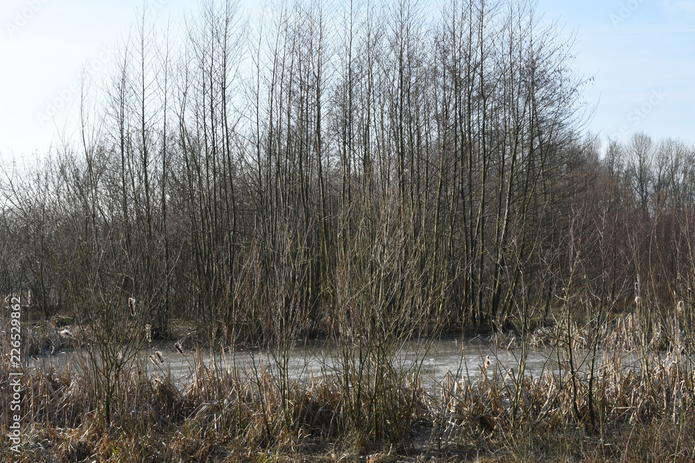 elzenbosje achter een bevroren vennetje in natuurgebied De Witte Brink in de Achterhoek 