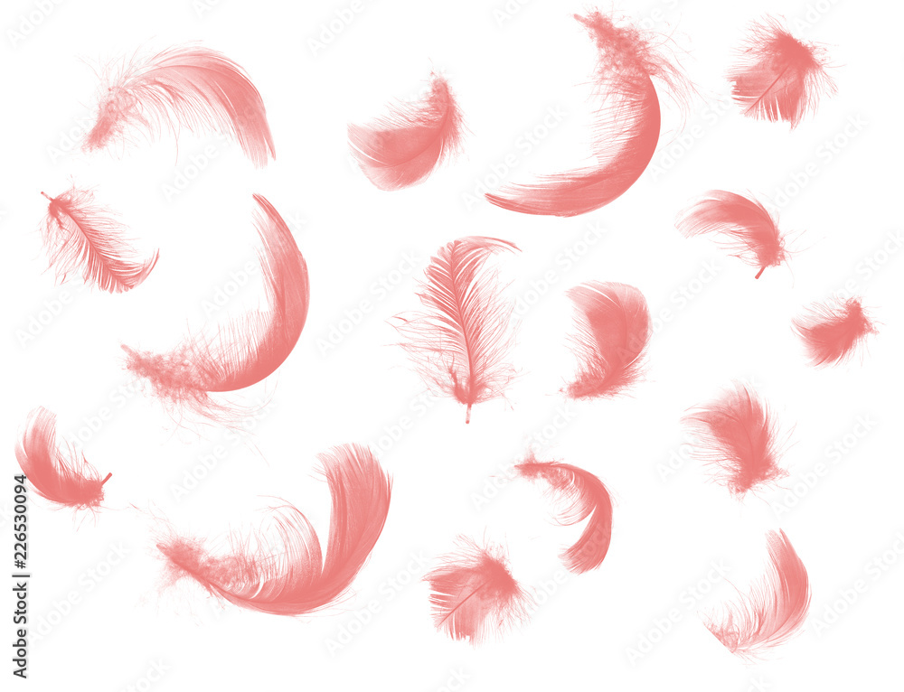 Beautiful coral pink feathers floating in air isolated on white background