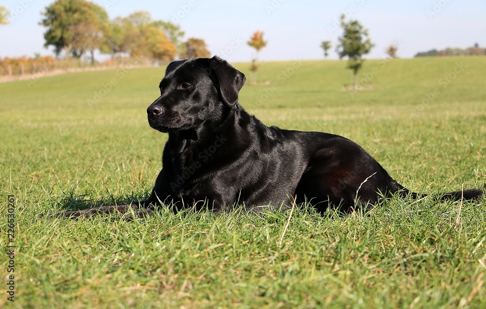 beautiful black labrador retriever is lying in the garden beautiful black labrador retriever is lying in the garden