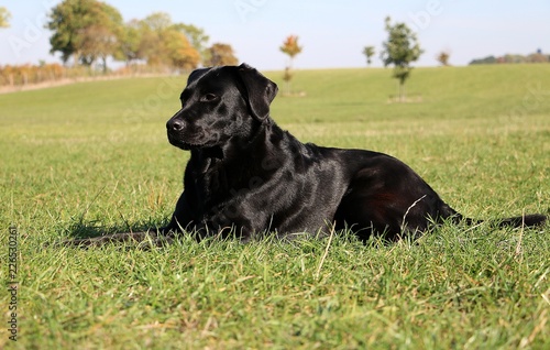 beautiful black labrador retriever is lying in the garden