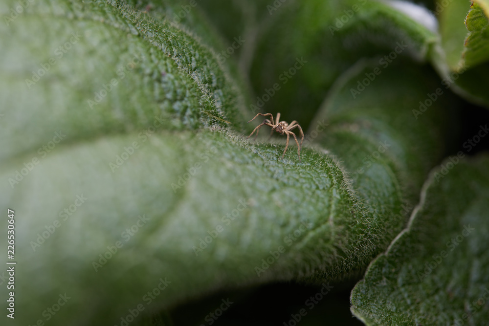 Close up of a Nursery Web Spider (Pisaura mirabilis), crawling across the surface of a leaf. The spider is commonly found in grassland and scrub in the British Isles. Close up of a Nursery Web Spider (Pisaura mirabilis), crawling across the surface of a leaf. The spider is commonly found in grassland and scrub in the British Isles.