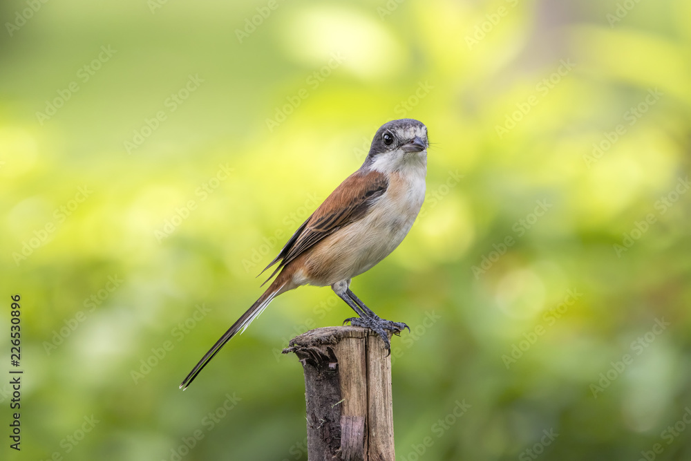 Female of Burmese Shrike (Lanius collurioides) exotic slender brown bird with grey head and big eyes perching on wood stick over fine green background, amazed animal Female of Burmese Shrike (Lanius collurioides) exotic slender brown bird with grey head and big eyes perching on wood stick over fine green background, amazed animal
