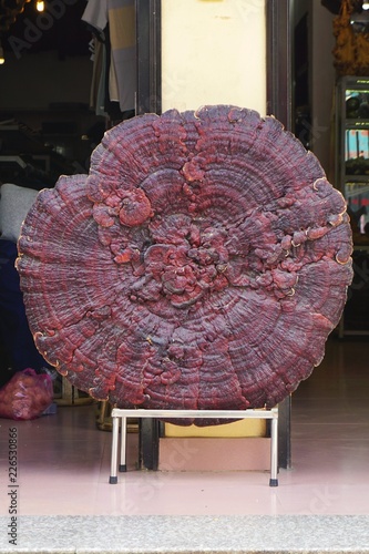 Obraz na plátně Gigantic natural Reishi medicinal mushroom conk for sale in rural Vietnam