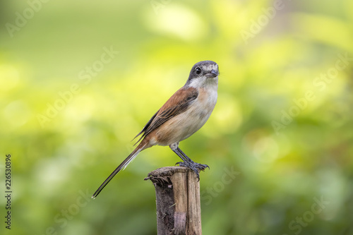 Female of Burmese Shrike (Lanius collurioides) exotic slender brown bird with grey head and big eyes perching on wood stick over fine green background, amazed animal 
